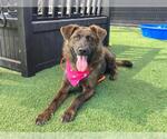 Small #1 German Shepherd Dog Mix
