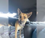 Small #3 German Shepherd Dog