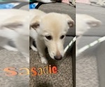 Small Photo #16 German Shepherd Dog-Goberian Mix Puppy For Sale in OMAHA, NE, USA