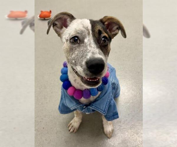 Medium Photo #1 Mutt Puppy For Sale in San Francisco, CA, USA