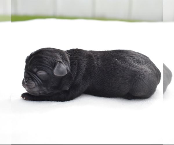 Medium Photo #1 Pug Puppy For Sale in PALM COAST, FL, USA