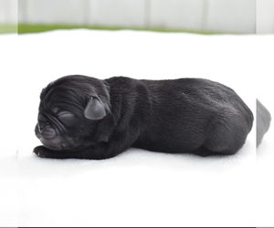 Pug Puppy for sale in PALM COAST, FL, USA