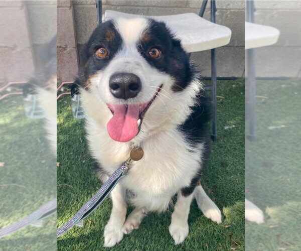 Medium Photo #3 Australian Shepherd-Unknown Mix Puppy For Sale in Lakewood, CO, USA