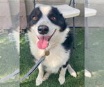 Small #2 Australian Shepherd Mix