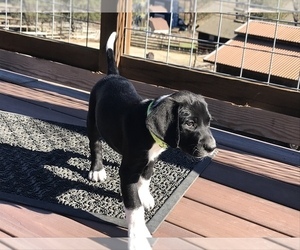 German Shorthaired Lab Puppy for sale in PENNGROVE, CA, USA