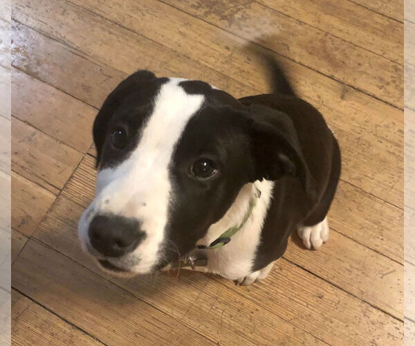 Medium Photo #8 American Pit Bull Terrier-Border Collie Mix Puppy For Sale in Laramie, WY, USA