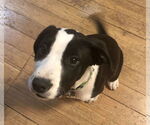 Small #7 American Pit Bull Terrier-Border Collie Mix