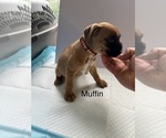 Puppy Muffin Boxer