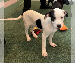 Labrador Retriever-Unknown Mix Dogs for adoption in Sanford, FL, USA