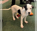 Small Labrador Retriever Mix