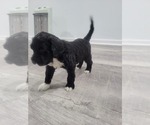 Small Photo #25 Portuguese Water Dog Puppy For Sale in RINGWOOD, NJ, USA
