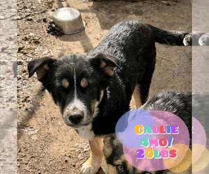 Siberian Husky-Unknown Mix Dogs for adoption in Woodbury, NY, USA