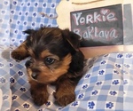 Small #13 Yorkshire Terrier
