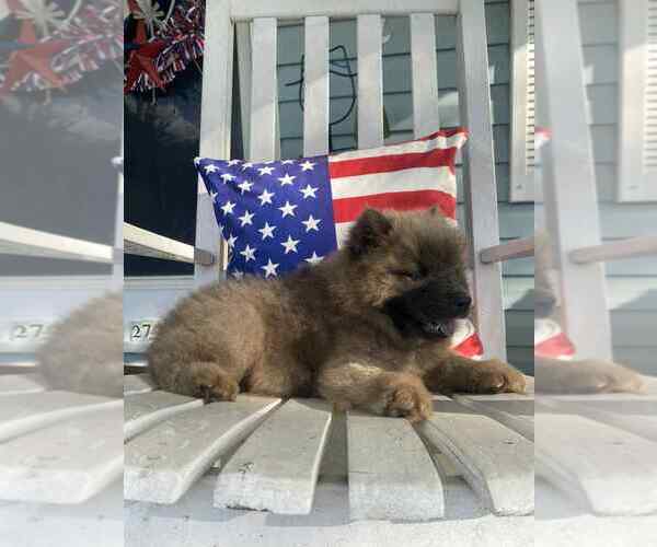 Medium Photo #10 Chow Chow Puppy For Sale in EFFINGHAM, SC, USA
