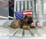 Small #9 Chow Chow