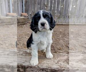 English Springer Spaniel Puppy for sale in NAMPA, ID, USA