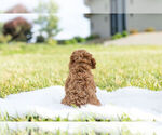 Small Photo #12 Goldendoodle (Miniature) Puppy For Sale in WARSAW, IN, USA