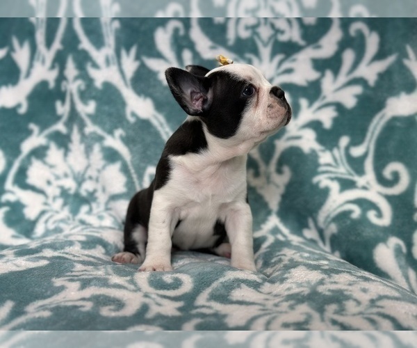 Medium Photo #5 Faux Frenchbo Bulldog Puppy For Sale in LAKELAND, FL, USA