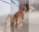 Small #2 Golden Retriever