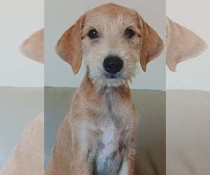 Dachshund-Fox Terrier (Smooth) Mix Puppy for Sale in FRISCO, Texas USA