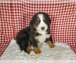 Puppy Iceland Bernese Mountain Dog