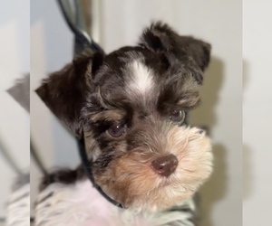 Schnauzer (Miniature) Puppy for sale in MADERA, CA, USA