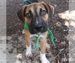 Small #2 Retriever  Mix