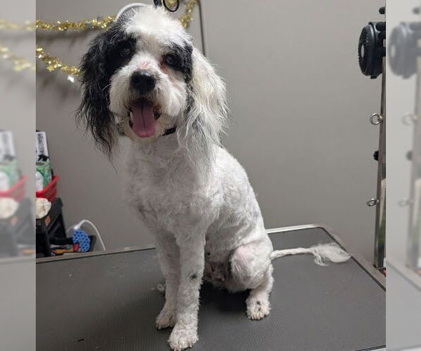 Medium Photo #1 Maltese-Unknown Mix Puppy For Sale in Las Vegas, NV, USA