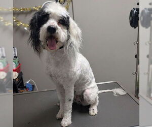 Maltese-Unknown Mix Dogs for adoption in Las Vegas, NV, USA