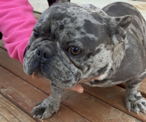 French Bulldog Puppy for sale in HESPERIA, CA, USA