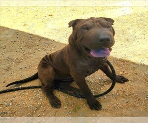 Chinese Shar-Pei Dogs for adoption in Long Beach, CA, USA
