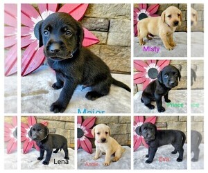Labrador Retriever Litter for sale in CATO, NY, USA