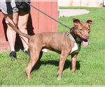 Small #6 Labrador Retriever Mix