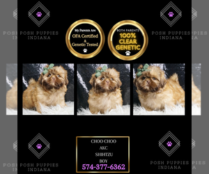 Shih Tzu Puppy for sale in WARSAW, IN, USA