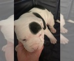 Puppy Toot American Bulldog