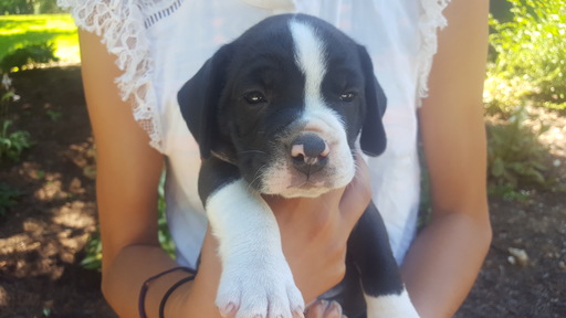 Medium Photo #1 Beabull Puppy For Sale in CHRISTIANA, PA, USA