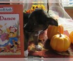 Small Photo #3 Chi-Corgi-Chihuahua Mix Puppy For Sale in SAINT ALBANS, WV, USA