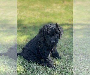 Goldendoodle (Miniature) Puppy for sale in LUBBOCK, TX, USA
