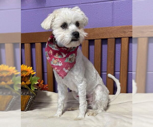 Medium Photo #2 Mutt Puppy For Sale in Genesee, WI, USA