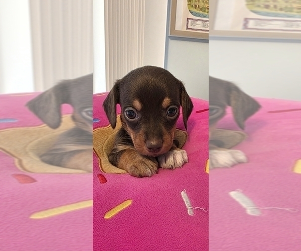 Medium Photo #2 Dachshund-Shorkie Tzu Mix Puppy For Sale in WILMINGTON, NC, USA