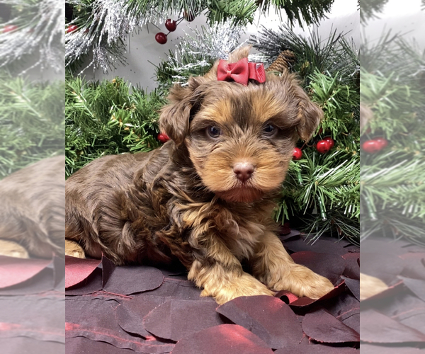 Medium Photo #3 Shorkie Tzu-Yorkshire Terrier Mix Puppy For Sale in SELLERSBURG, IN, USA