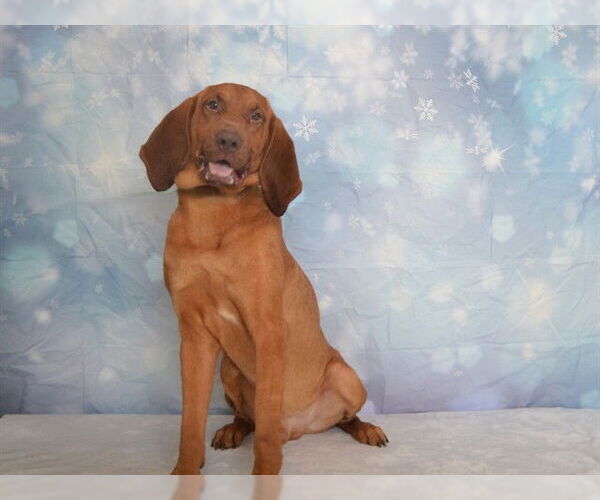 Medium Photo #2 Bloodhound-Unknown Mix Puppy For Sale in Oroville, CA, USA