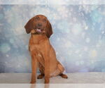 Small #1 Bloodhound Mix