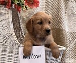 Small #2 Golden Retriever