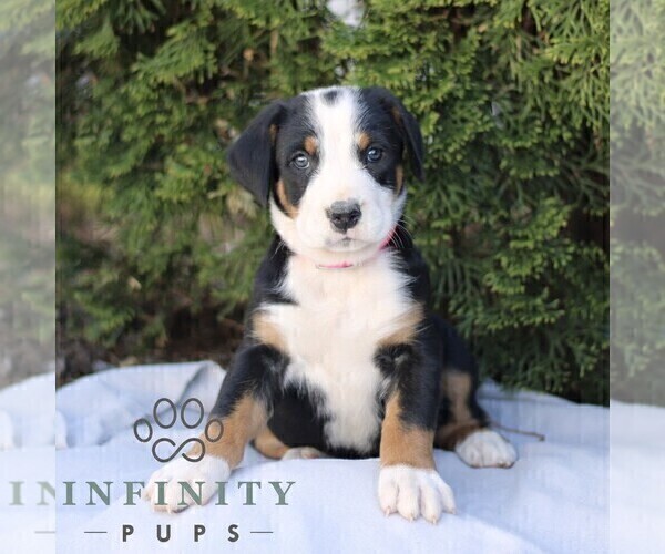 Medium Photo #4 Greater Swiss Mountain Dog Puppy For Sale in RONKS, PA, USA