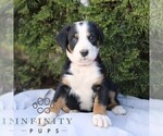 Small #3 Greater Swiss Mountain Dog