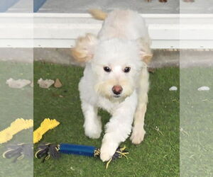 Poochon Dogs for adoption in Spring, TX, USA