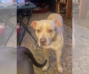 Mother of the American Bully puppies born on 07/18/2026