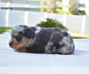 Miniature Australian Shepherd Puppy for sale in PALM COAST, FL, USA
