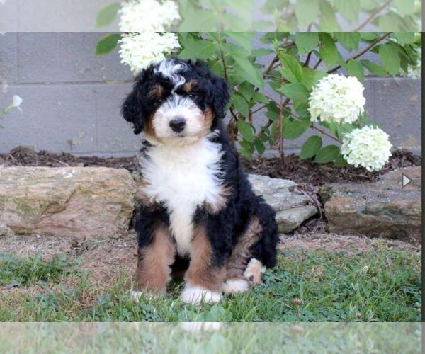 Medium Photo #1 Aussiedoodle Puppy For Sale in QUARRYVILLE, PA, USA